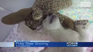 Snoring polar bear cub