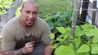 How To Grow Big Organic Onions