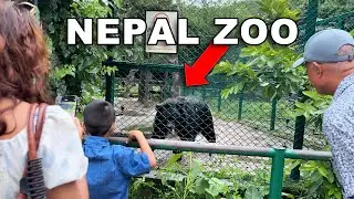 1 of the Best Zoo in Asia - NEPAL ZOO! | 2025 All Animals and Shows Walking Tour | Kathmandu Zoo