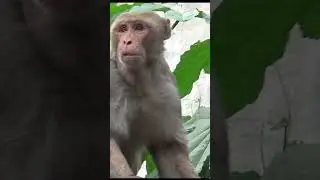 Monkey eating Puri