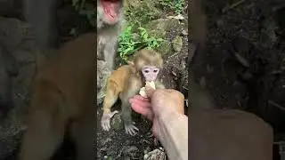 Mother monkey eats baby's banana #monkey #baby #animals