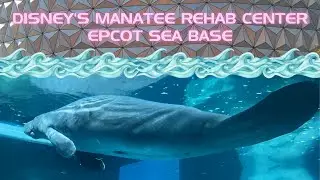 Manatees at Walt Disney World | Epcot's Sea Base | Disney Conservation Rehabilitation & Release