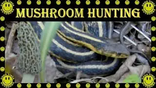 Mushroom Hunting in Decorah, Iowa