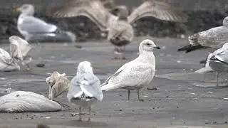 First Winter Iceland Gull Mingling with Herring Gulls