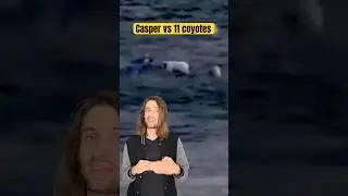 Объяснение битвы Каспера против 11 койотов 👀