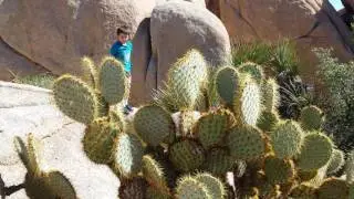 Bouldering at J. Tree