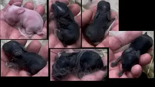 Estelle & CB’S A - Holland Lop Litter 3 Days Old