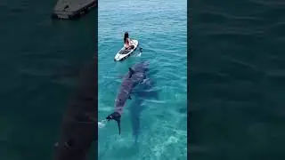 Giant Shark Stalks Paddleboard in Tropical Paradise! | AI