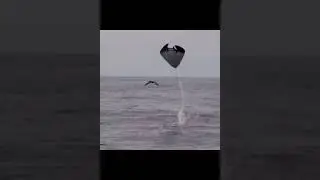 Raia jamanta voa bem alto  Manta ray fly Mantarochen fliegen hoch Ukulhas Thila Ari Atoll Maldivas