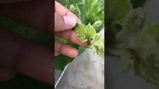 Insects 🐞 | how to remove??? #farming #care #garden #shorts #organicfarming #garden #insects #plant