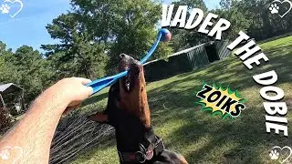 Doberman Tease-Fest: Vader&rsquo;s Pink Tennis Ball Chaos! 🐶🎾😜