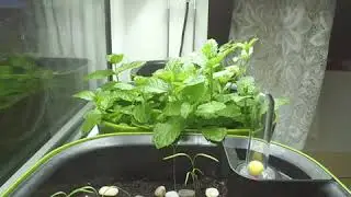 Укроп и мята на окне, 8 дней за 1 минуту (Timelapse, Таймлапс)