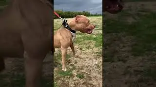 Epic Animal Transformations 🔥