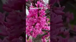 Flowering tree | Pink Tree |#short