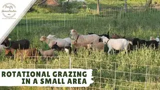 Rotational grazing with goats: What size paddocks should you have?