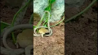 snake vs frog . #snake #shorts #nature #wildlife