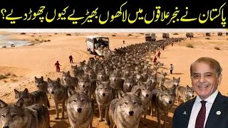 Why Pakistan Released Millions of Wolves into Its Deserts
