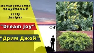 'Dream Joy' - 