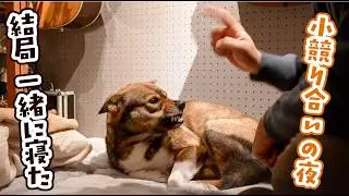 やられた！夜中にチャーにパンチされ、泣く泣く２階で一緒に寝た日