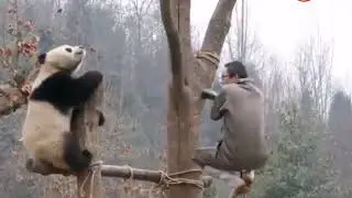 Nanny Yang is Playing on the swing with his son 'QingQing'🥰 Now QingQing become a father 🐼