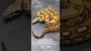 Inca morph boa constrictor in stunning display ‼️