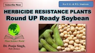 Herbicide resistant plant: ROUND UP READY SOYBEAN
