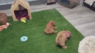 F1b Mini Golden Doodle female (B) puppies are sweet and playful.