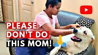Sheru The Labrador's First Bath at Home| Dog's Funny Reaction | Labrador Grooming |Asish Nayak Vlogs