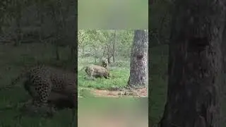 Leopards Hunting Dogs in Cities &mdash; The Truth Few Know