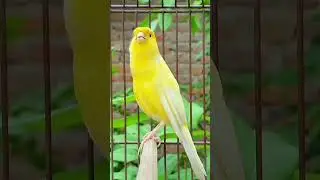 🦚Bird lover 💖💖🦚🦚#birdslovers #bird #instabirds