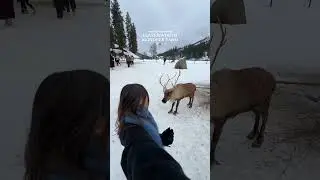 Cuddly Creatures at Leavenworth Reindeer Farm #leavenworth #pnw