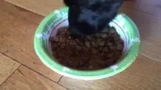 Boost Your Dog's Bowl Today With Our Mighty Meaty Meal Booster
