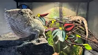 Lizard Room Updates! Cuban False Chameleons, Gargoyle Geckos, Grandis Day Gecko Upgrades!