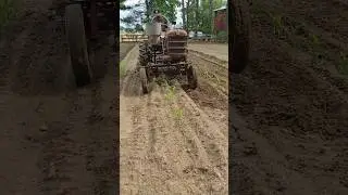 1961 Farmall Cub cultivating and fertilizing corn #farmall51 #farmequipment #tractor #farmall #cub