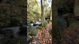 I can&rsquo;t wait to do this beautiful circular walk again! 📍Padley Gorge & Longshaw Estate.