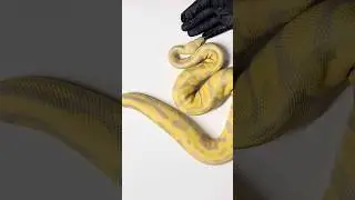 CANDY LEOPARD PASTEL Ball Python #ballpython #ballpythonmorphs