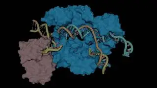 CrisprCas9 Adenine Base Editor (ABE) with DNA unwinding