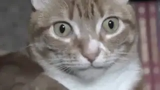 Это печаль
