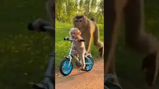 Catch Me If You Can Says The Cycling Baby Monkey