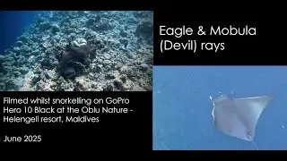 Eagle Rays and Mobula (Devil) Rays - Helengeli June 2025