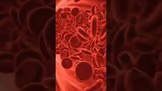Erythrocytes (Red Blood Cells) #physiology