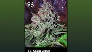 Cookie Crunch - Greenpoint Seeds