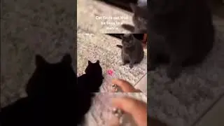 The cat finds out that he lives in a matrix #funny #matrix #cat