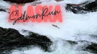 Must See in Alaska! The Spectacular Salmon Run at Russian River Falls! Travel Tips for Alaska