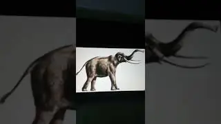 Pygmy Elephant Sound Effects
