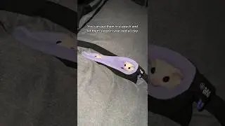 Follow for more sugar glider tips✅ #shorts