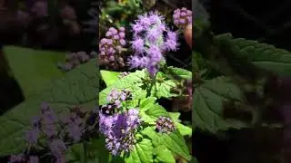 Florida Man Encounters Blue Mistflower - Herb