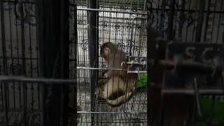 monkey in Impress market Karachi #foryou #viral #viralvideo #monkey #pets