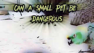 this parrot is possessed by an evil spirit #scary #scaryvideo #terrifying