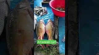 Big American rhue #fishpreparation #fish #fishcooking #fishing